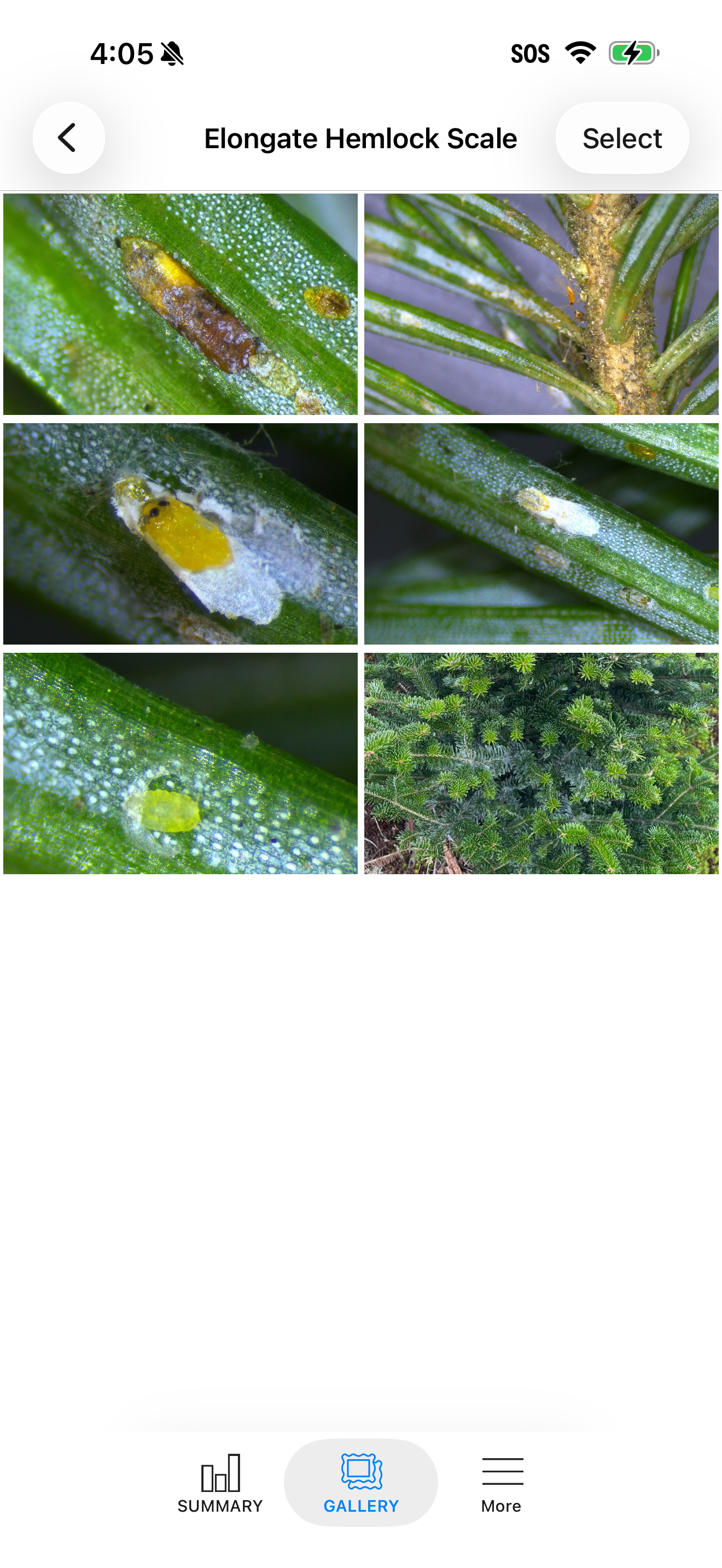 My IPM Southern Fraser Fir screenshot 5