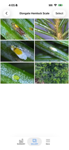 My IPM Southern Fraser Fir iPhone screenshot