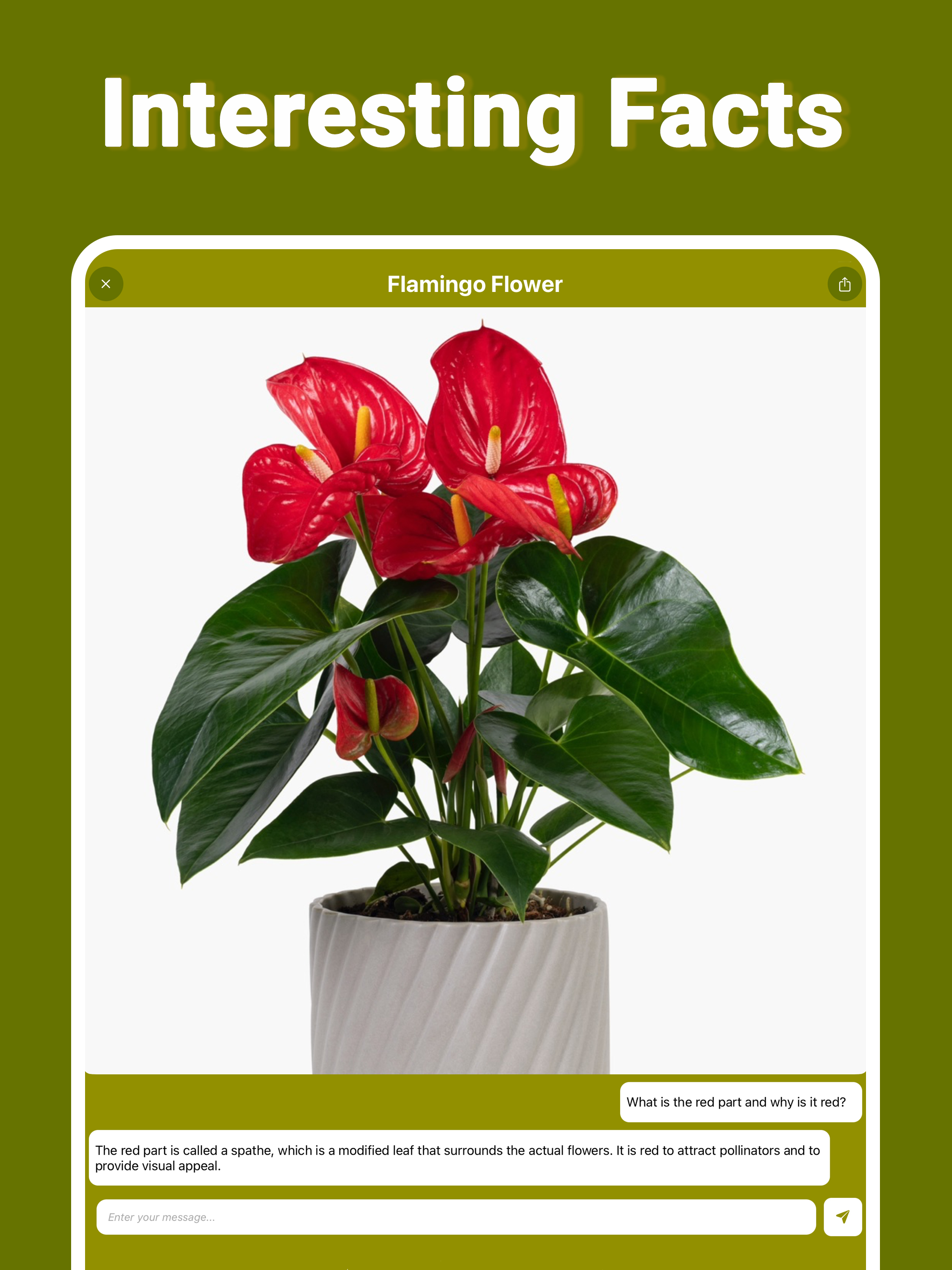 Plant Finder Tree ID Treelogy
