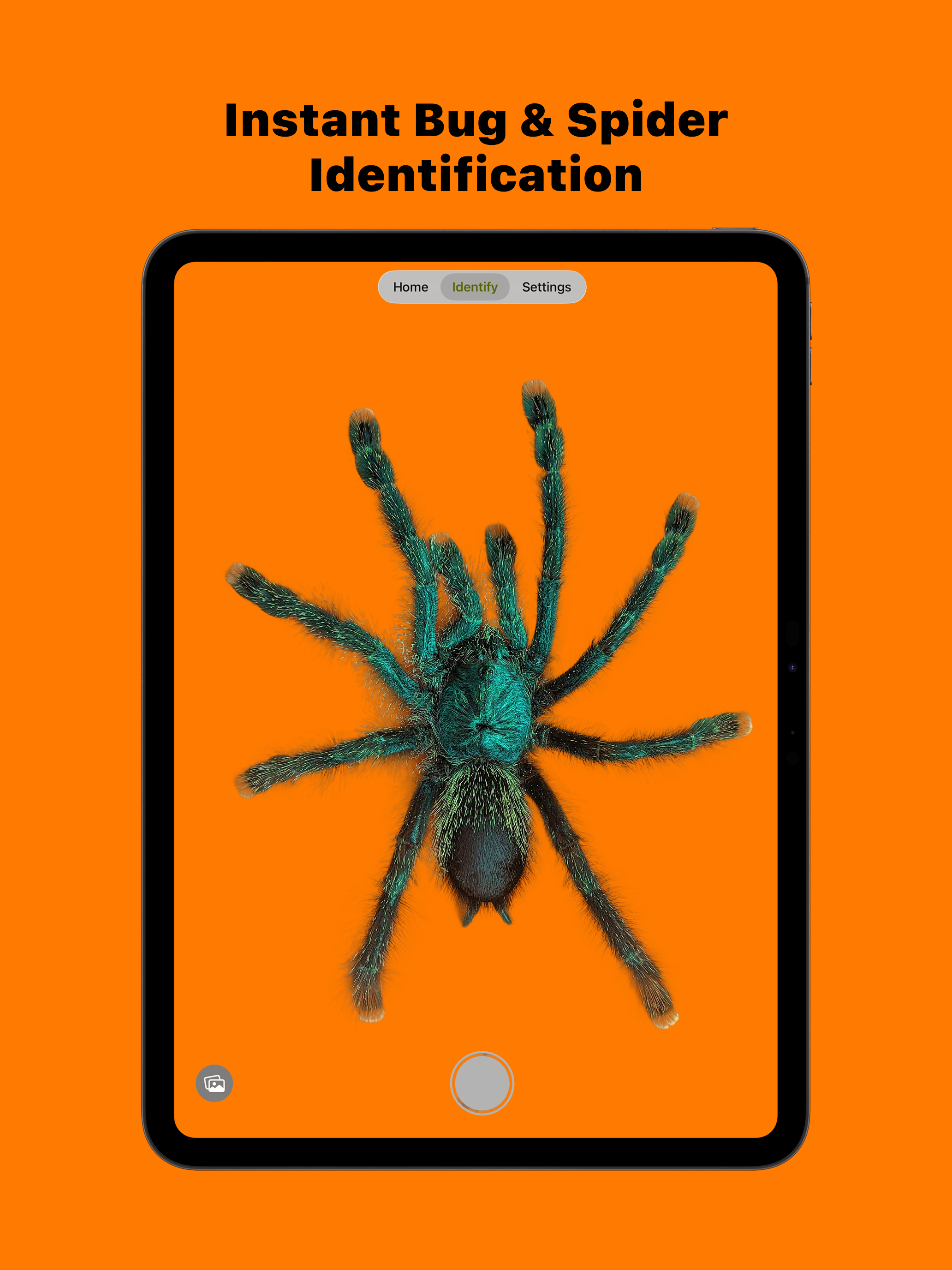 Bug Scan: Spider Identifier