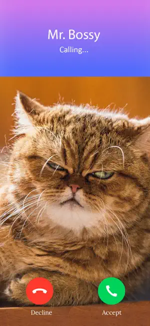 Kitty Call: Play with Cats screenshot 3