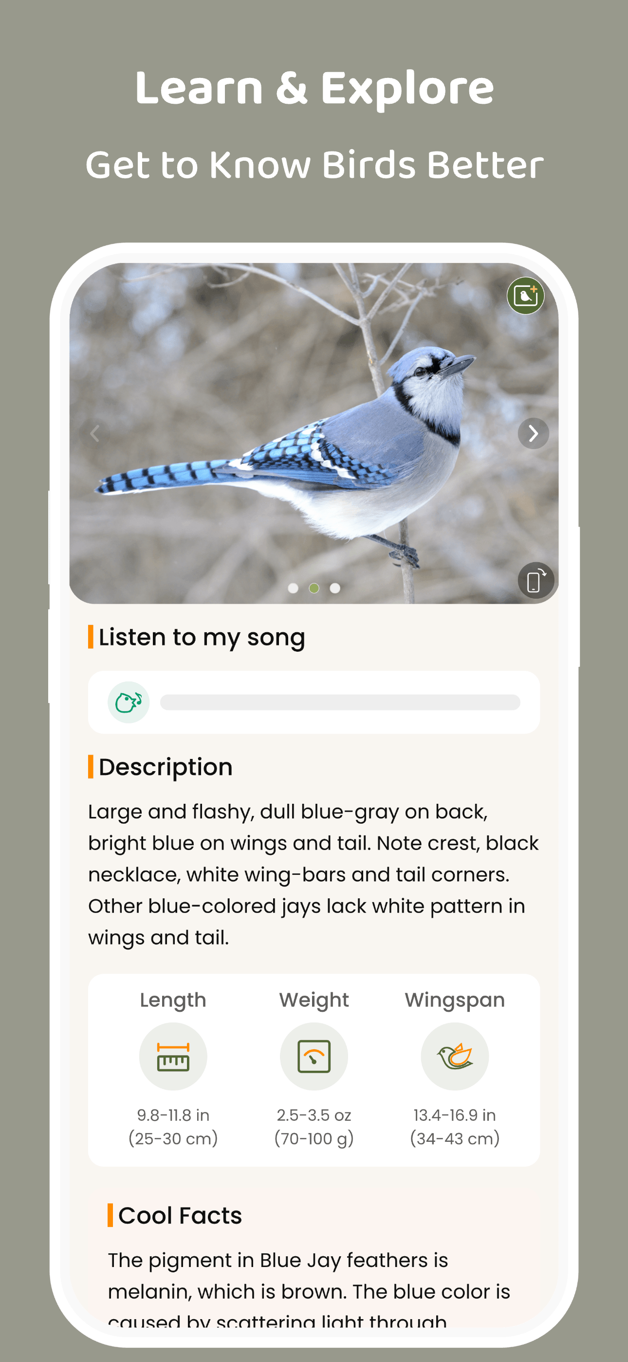 COOLFLY: Birding & Connection