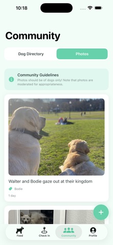 BostonPaws Screenshot 3 of 4