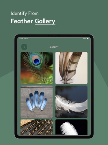 Feather Identifier - FI iPad screenshot