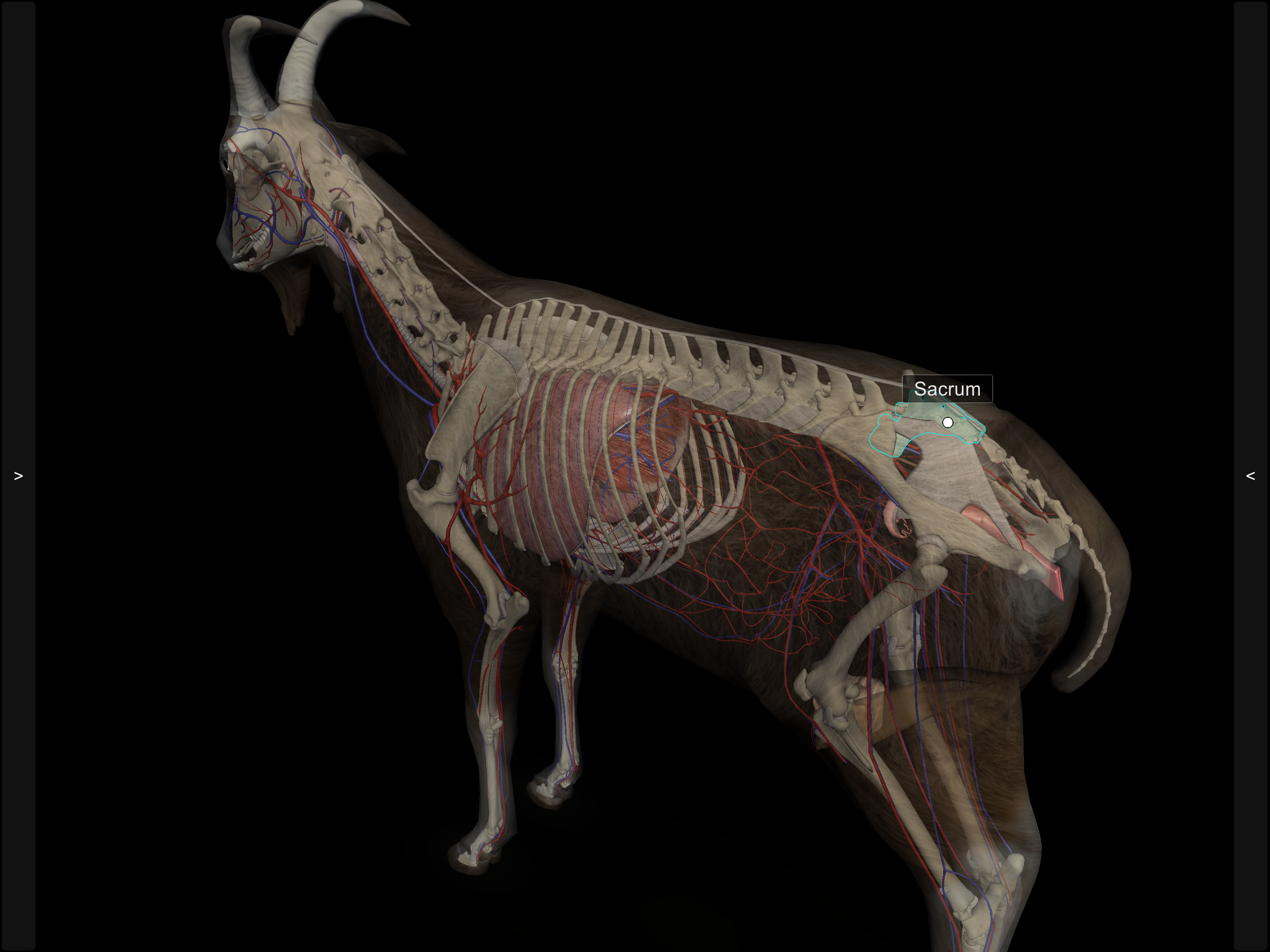 3D Caprine Anatomy