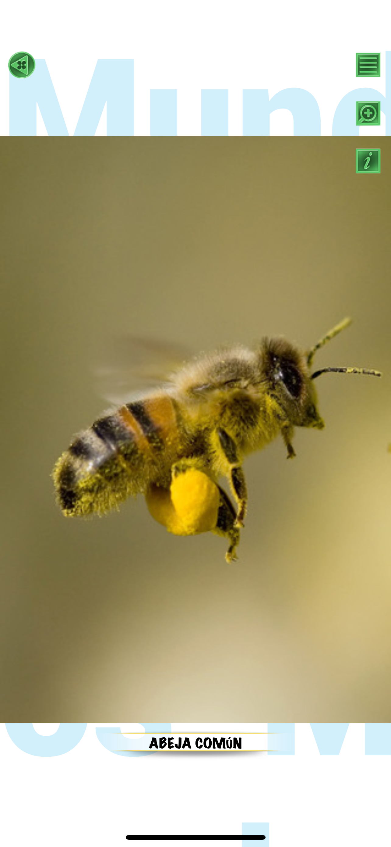 Insectos y arañas