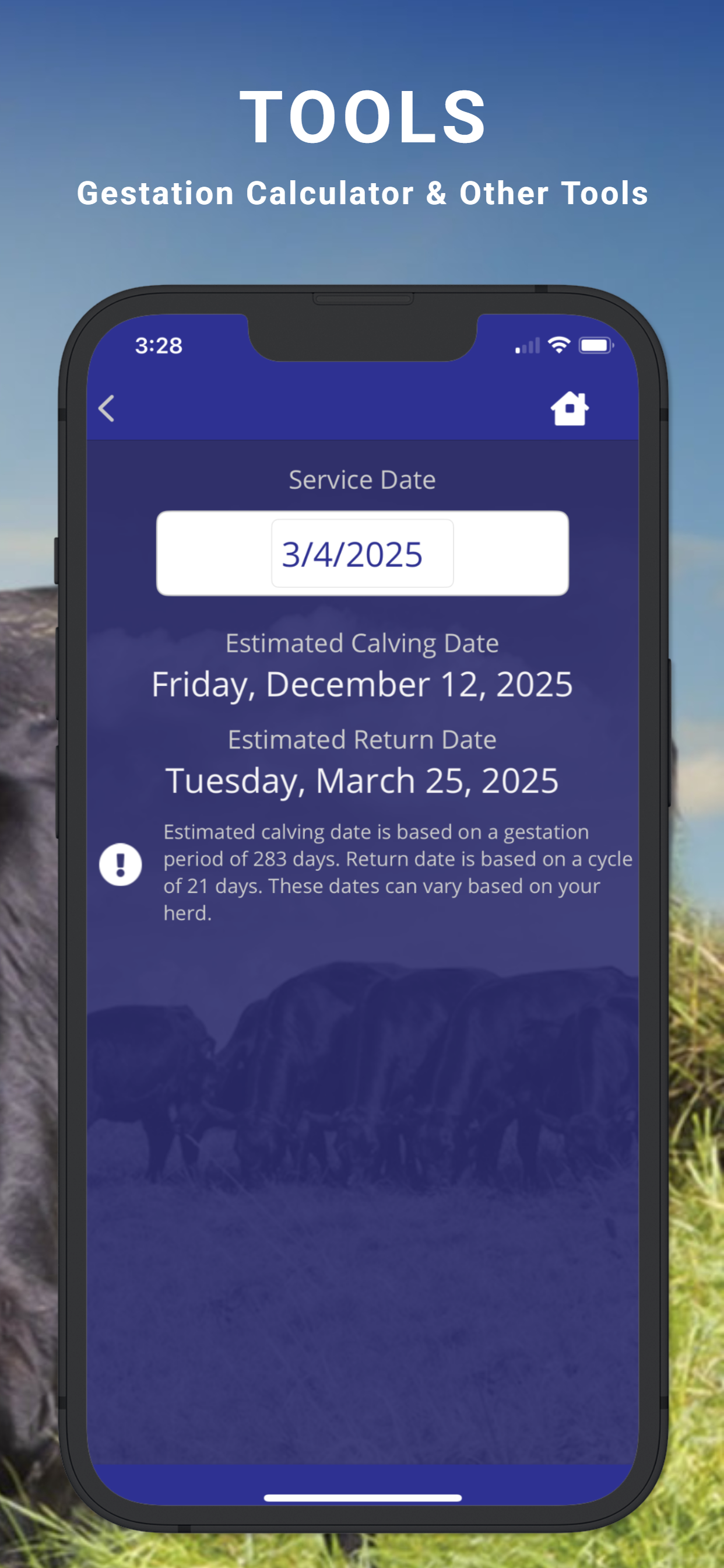 Cattle Market Mobile