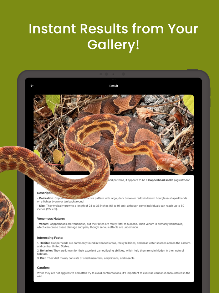 Snake ID - reptile identifier