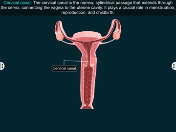 Female Repro Sys - EduTech Era iPad screenshot