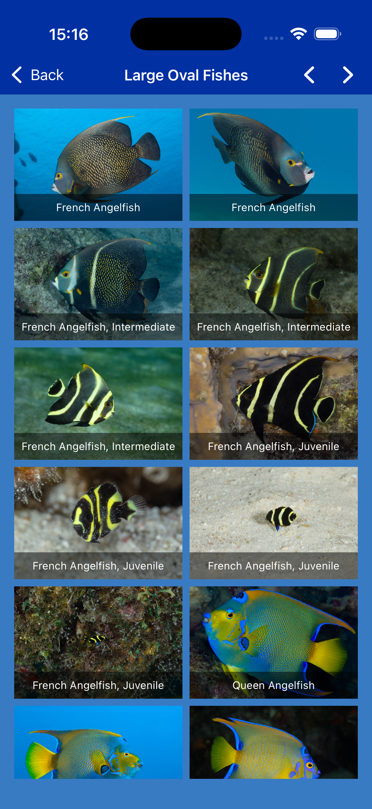 Bonaire Fish ID