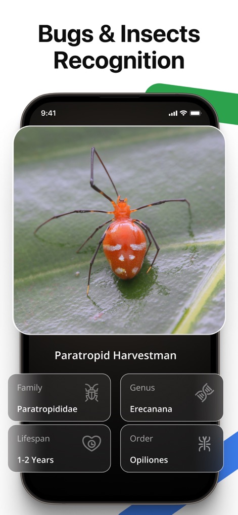 Lens AI: Identify Anything - This feature allows for precise insect recognition, identifying the Paratropid Harvestman and detailing its family and lifespan.