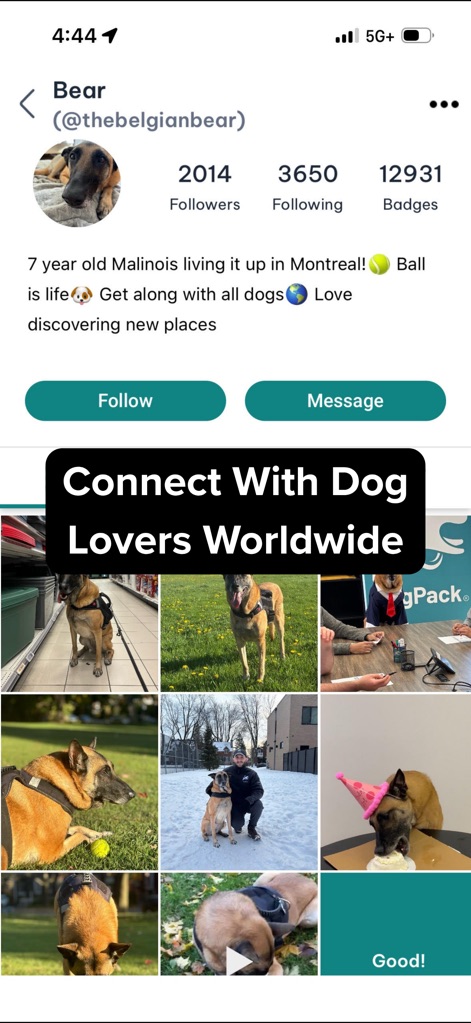 DogPack: Dog Friendly Spots - Os usuários podem explorar perfis de outros amantes de cães, visualizando o número de seguidores e uma galeria de fotos para se conectar e interagir facilmente.