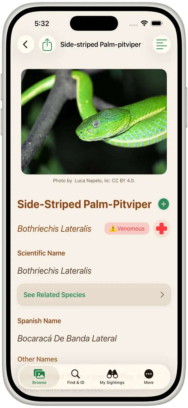 Screenshot #3 pour Snakes of Costa Rica