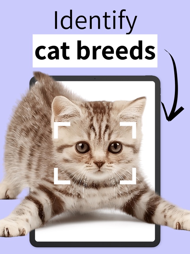 How Do You Identify Cat Breeds: Expert Tips for Cat Lovers