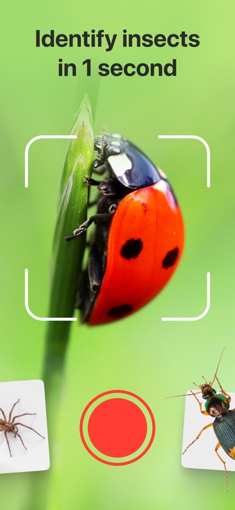 Bug Identifier: Insect, Spider - Education App | MWM