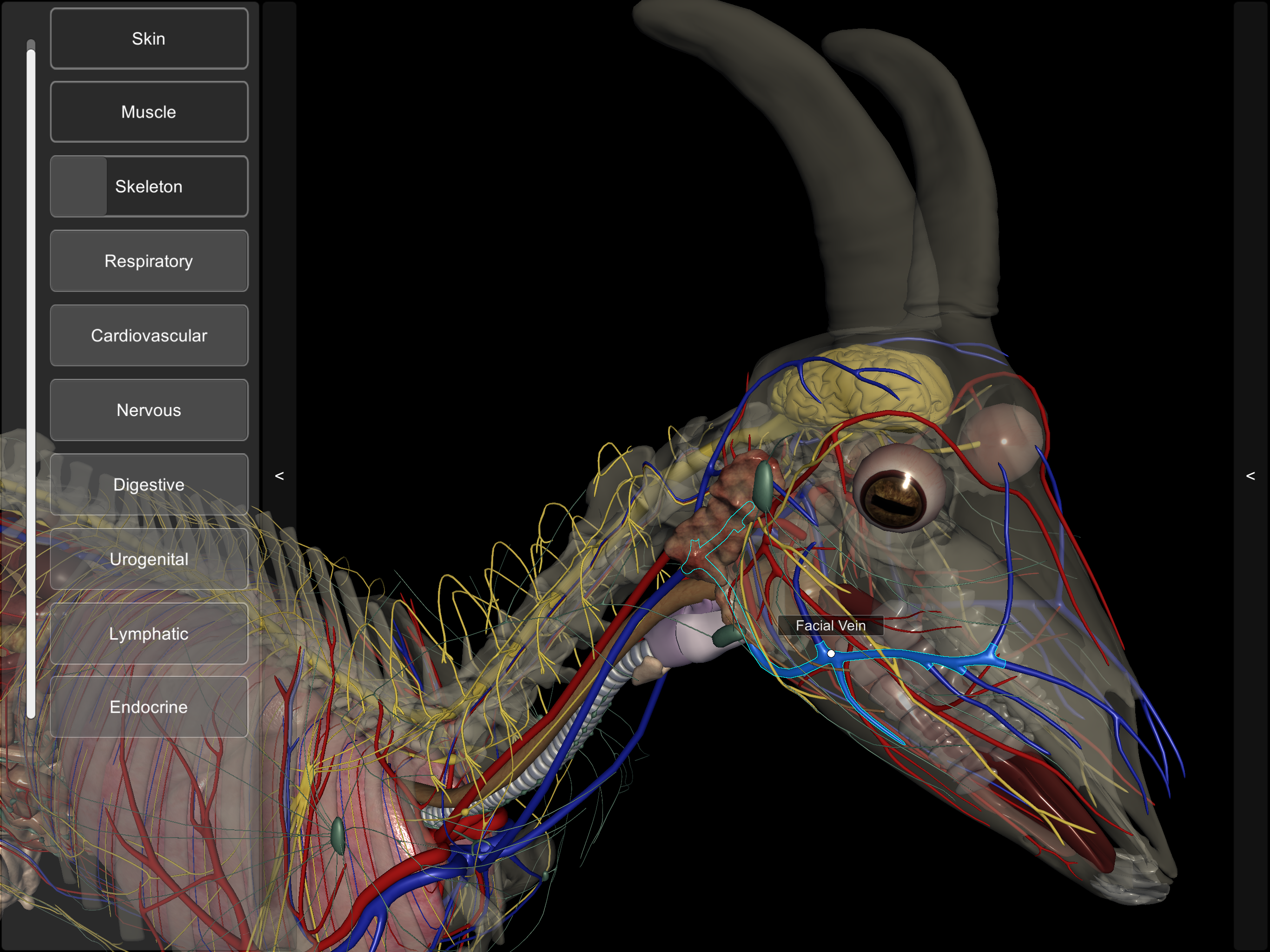 3D Caprine Anatomy