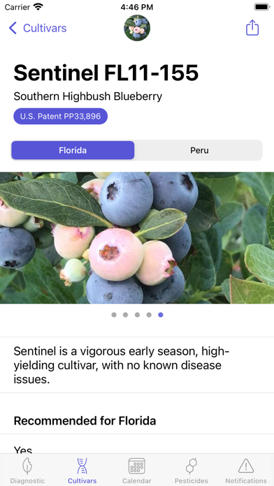 UF Blueberry Growers Guide Screenshot