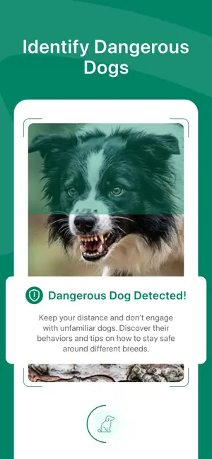 Dog Breed Identifier + AI screenshot 3