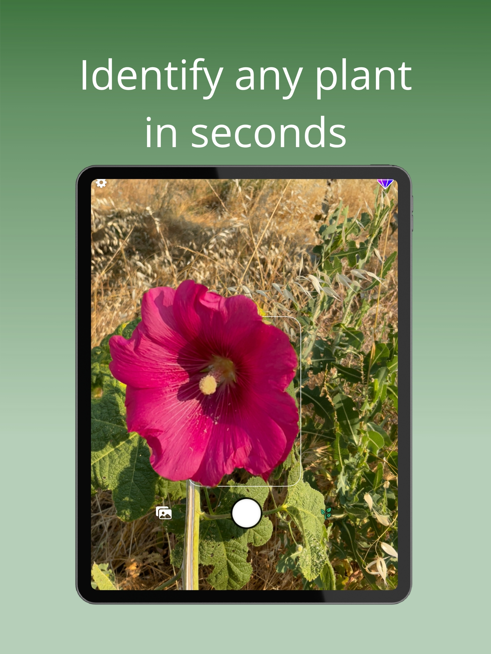 Plant Identifier Ai - Bloom