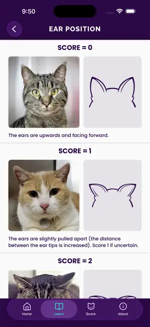 Feline Grimace Scale screenshot 2