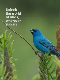 Audubon Bird Guide screenshot 7