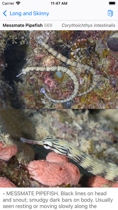 Philippines Fish ID Screenshot