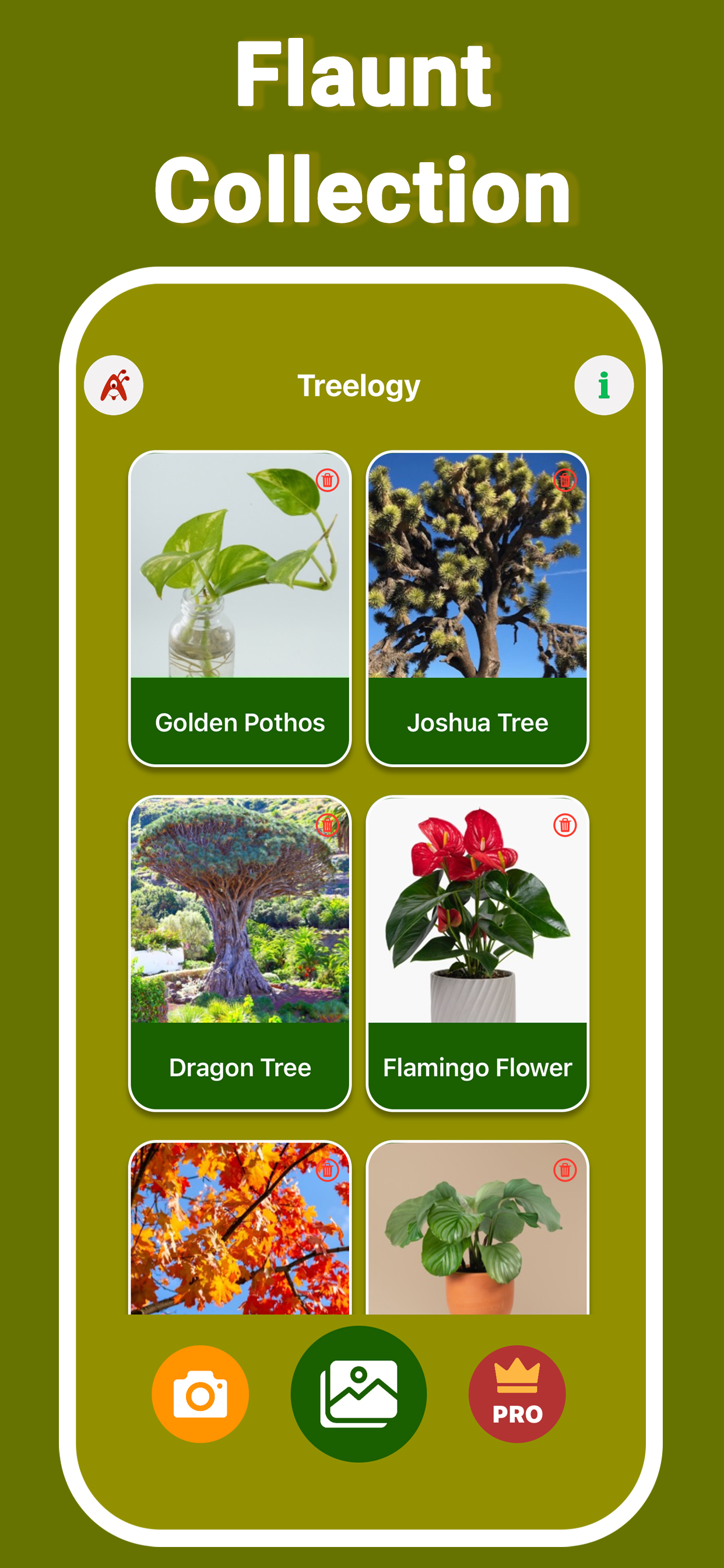 Plant Finder Tree ID Treelogy