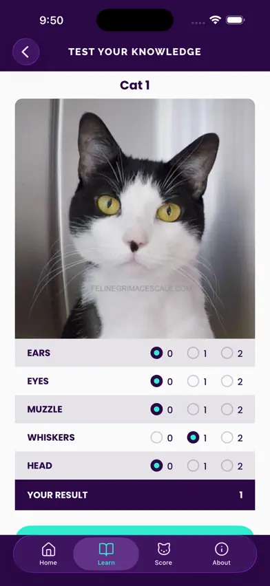 Feline Grimace Scale screenshot 3