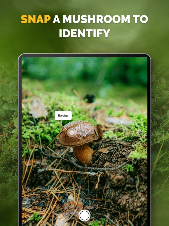 Mushroom identifier Picture ID