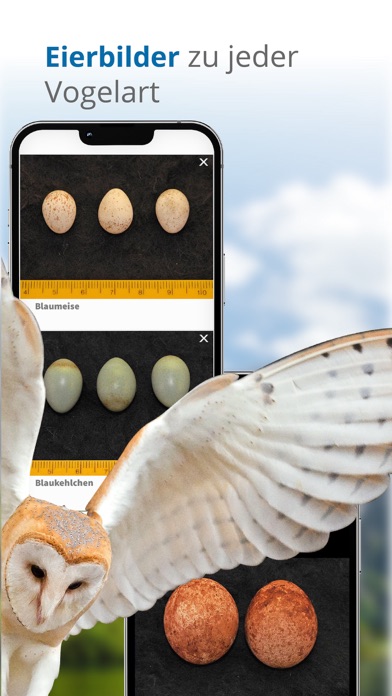 Vögel in Österreich Screenshot