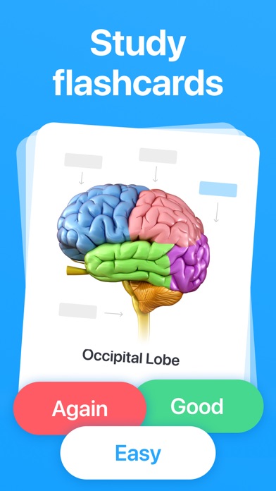 Study Anki Flashcards - Cogni Screenshot