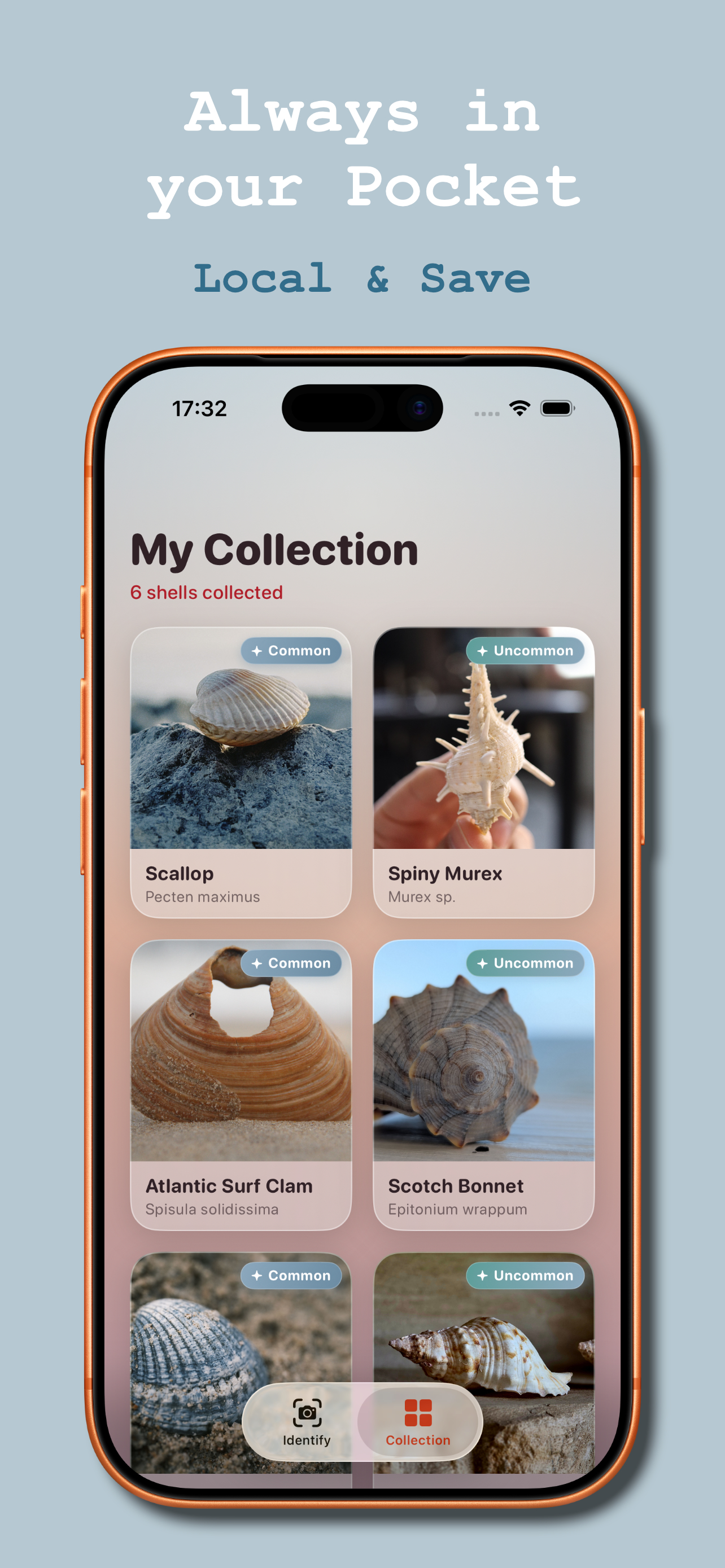 Sea Shell Identifier: Collect screenshot 3