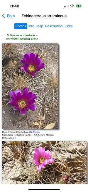 Northeast Mexico Wildflowers screenshot 4