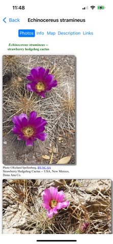 Northeast Mexico Wildflowers iPhone screenshot