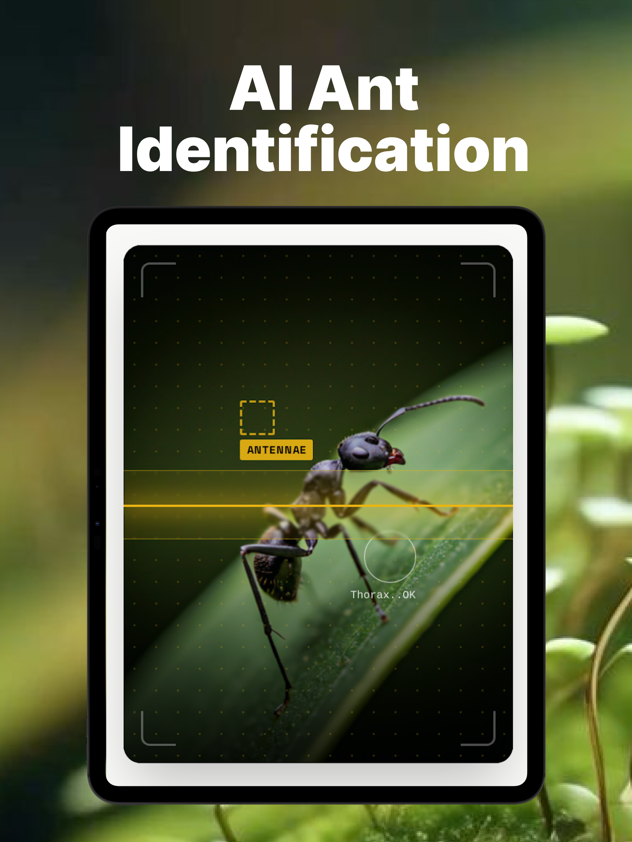 Ant Identifier: Scan & Care
