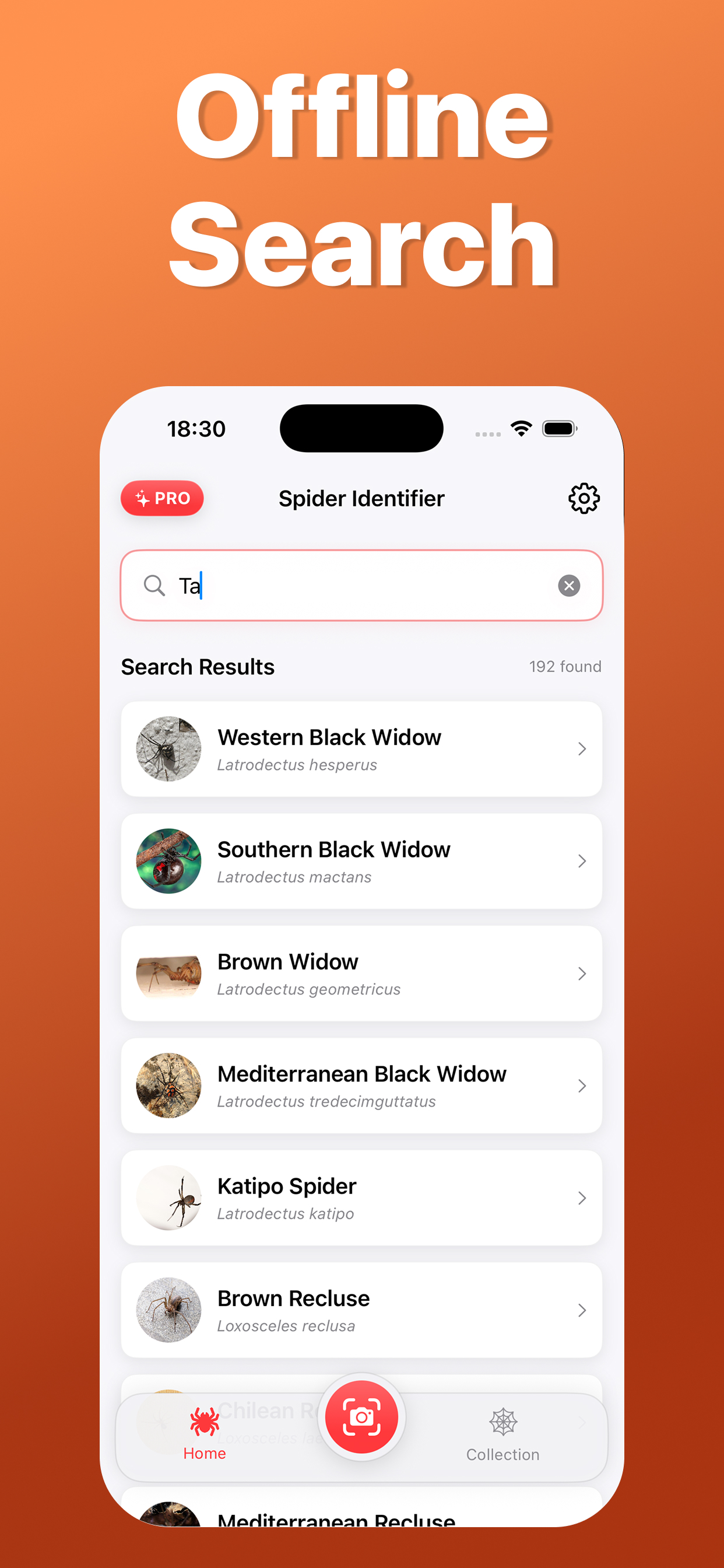 Spider Identifier: Scan AI