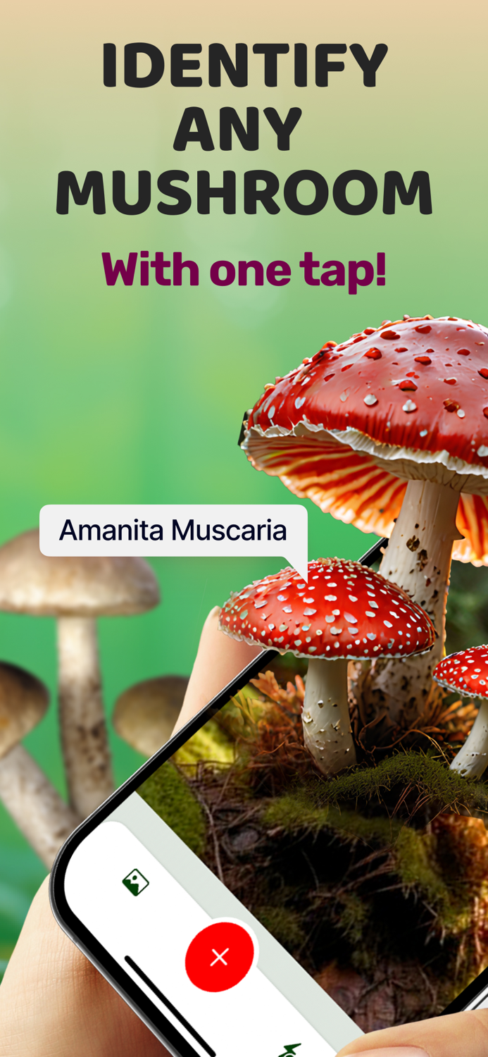 Mushroom Identifier  Fungi ID