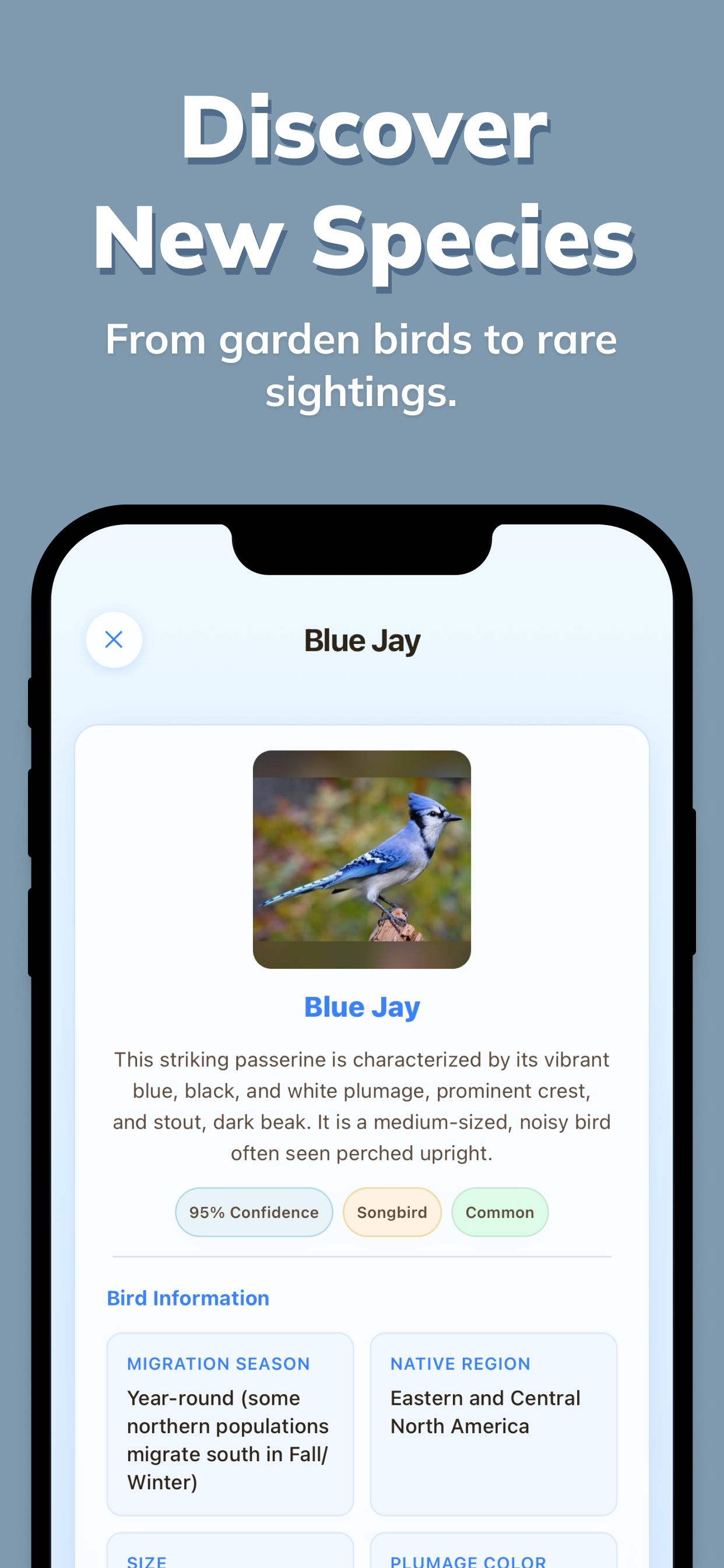 Birdy: Bird Identifier