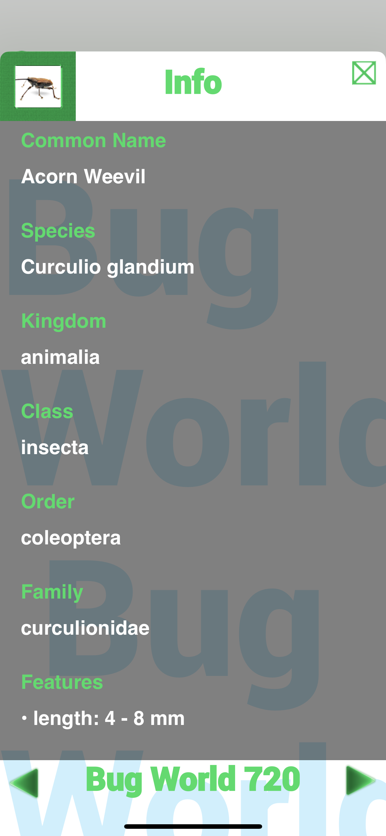 Bug World 720