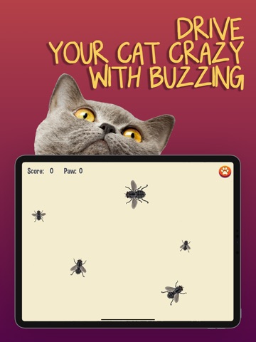 Cat Games iPad screenshot