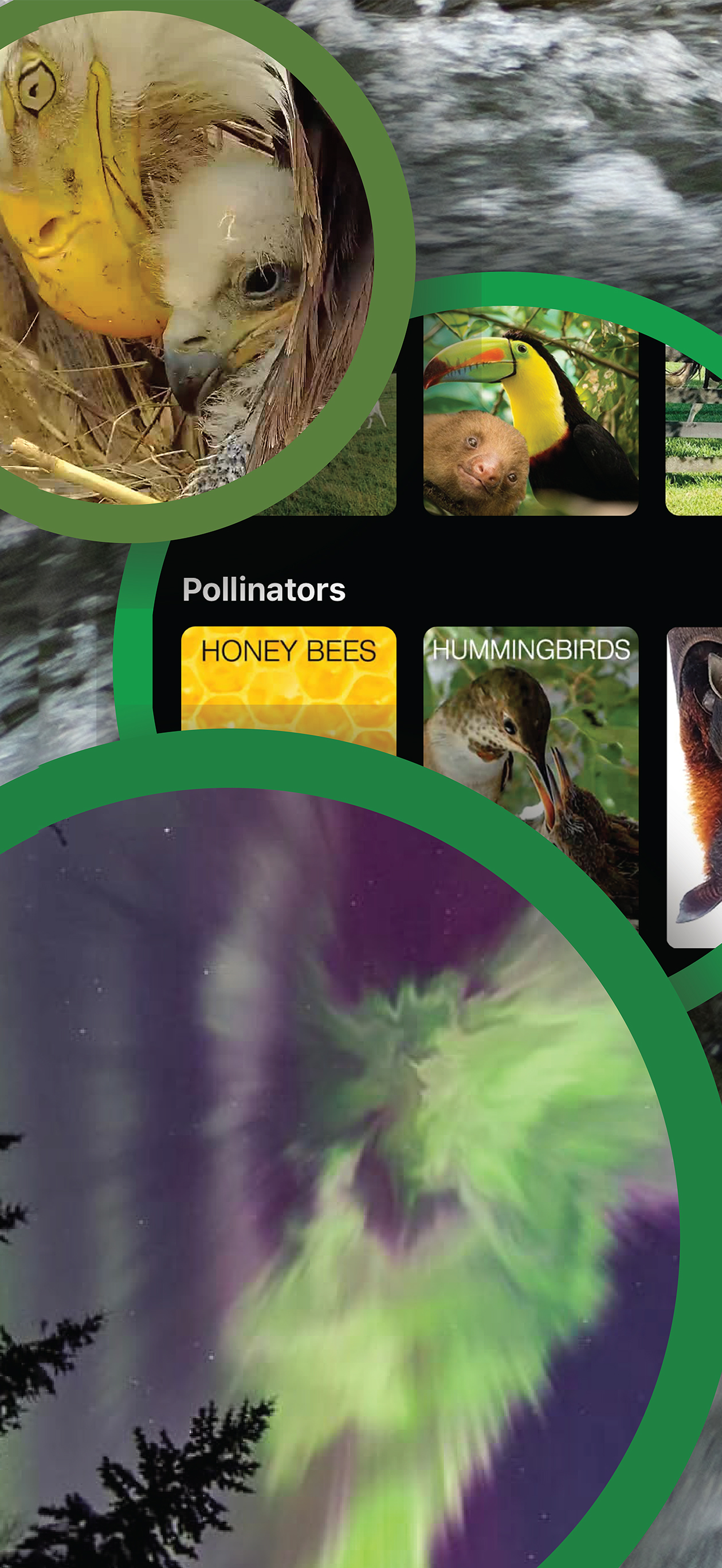 Explore.org: Live Animal Cams screenshot 3
