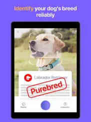 dog pal - dog breed identifier ipad images 4