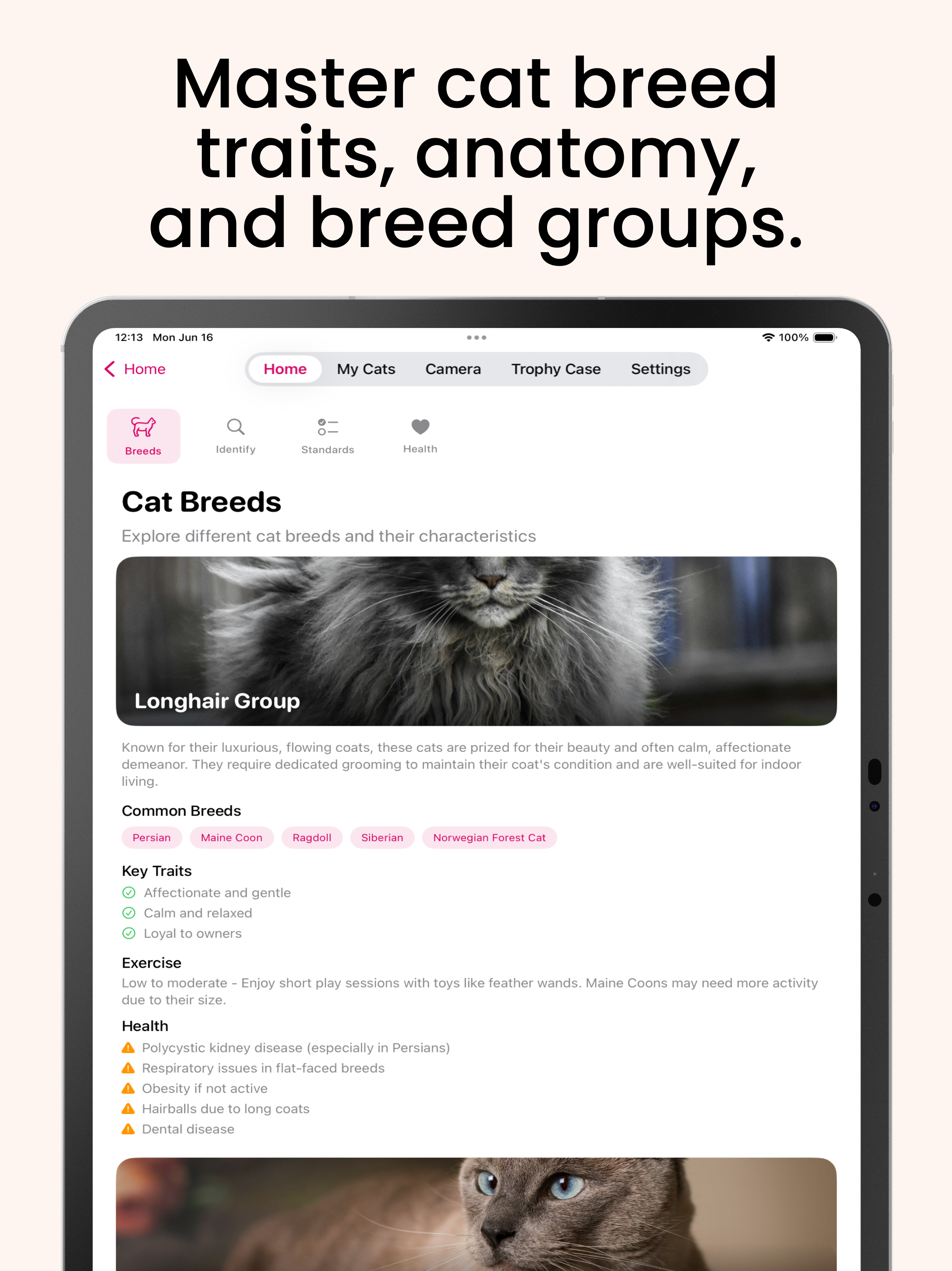 Cat Breed Identifier: Catastic
