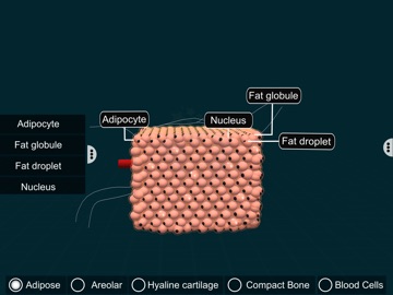 Connective Tissues-EduTech Era iPad screenshot