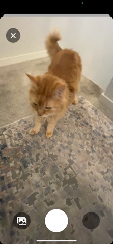 NeighborCats screenshot