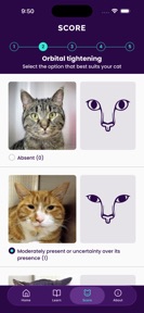 Feline Grimace Scale screenshot