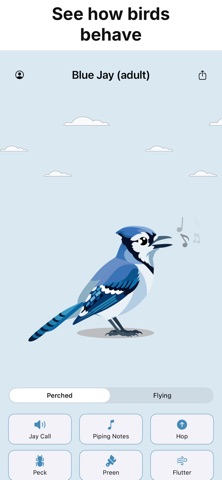 Smart Bird ID: Identify Birds screenshot 5