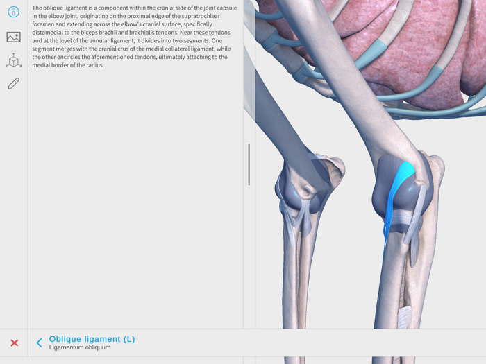 Complete Canine Anatomy 3D