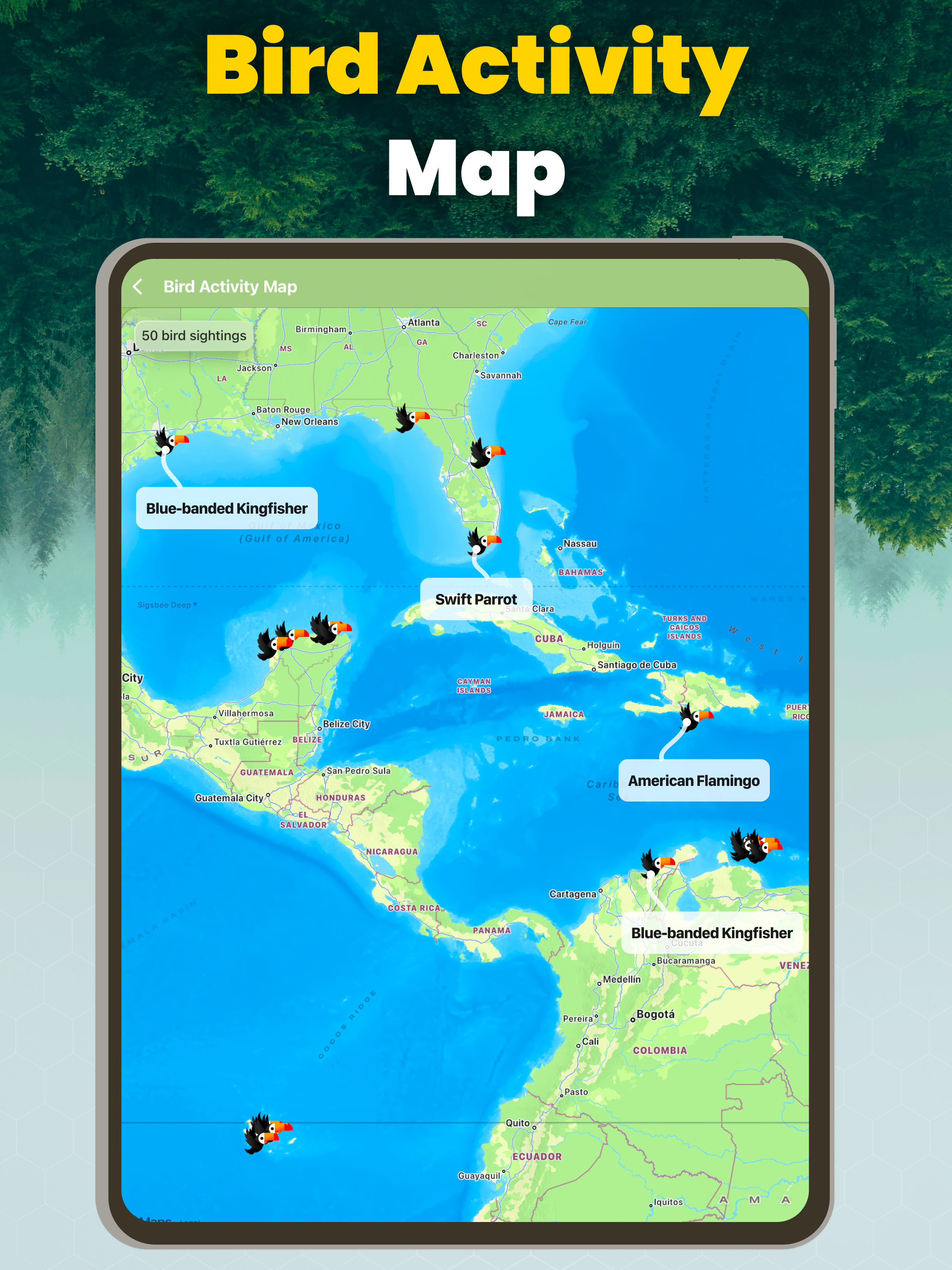 Bird Sound Identifier - Ornis
