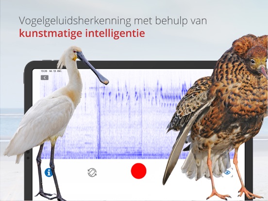 Vogels van Nederland en België iPad app afbeelding 2